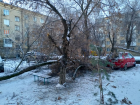 Иномарка чудом спаслась от рухнувшего дерева в тихом дворе центра Волгограда