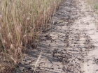 На Волгоград идет орда саранчи: фермеры снимают видео