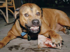 Три собаки съели мертвого хозяина под Волгоградом 