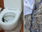 Жительница Волгоградской области обнаружила в унитазе живую змею