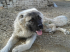 Спасатели Волгограда помогли собаке осовбодиться от цепи