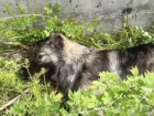 Обездвиженных отравой собак находят на улицах Волгограда