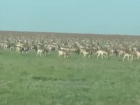 Многотысячное стадо краснокнижных сайгаков сняли на видео в Волгоградской области 