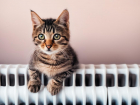 Греемся котиками: с ледяными батареями и без горячей воды проснулись волгоградцы в 16-градусный мороз