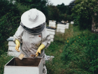 Пчеловод умер в поле при сборе меда в Волгоградской области