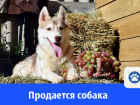 Продается девочка сибирской хаски
