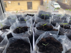 Семена взошли: продолжаем растить рассаду в Волгограде