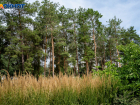 Волгоградские леса вымирают из-за вмешательства жителей 