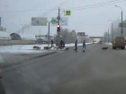 В Волгограде бездомные собаки научились переходить дорогу по светофору 