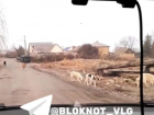 «Дети боятся идти со школы»: собачий караван сняли на видео в Волгограде