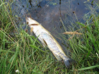 Названа причина массовой гибели рыбы в Волгоградской области
