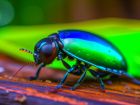 Леса вокруг Волгограда стремительно сжирают опасные жуки