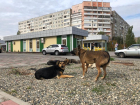 В Волгограде отчитались о перевыполнении плана по отлову бездомных собак