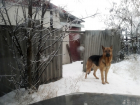 Волгоградка: садоводов ТСН «Восход» терроризирует соседская овчарка