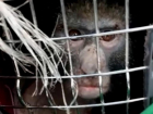 Иномарку с львенком и обезьяной задержали в Волгоградской области