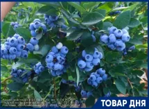 Саженцы голубики с почками 3-х летние от плантации голубики. 