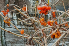 Лишиться урожая из-за ледяного панциря боятся волгоградские садоводы 