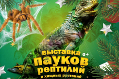 Пауки встречают Новый год: волгоградцев зовут на необычную выставку!