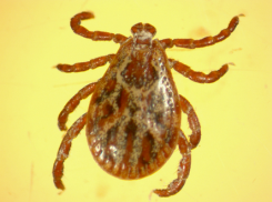 Ранние клещи успели укусить 9 волгоградцев