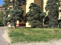 Позорный чемпионат зарослей лебеды предложили организовать мэрии волгоградцы