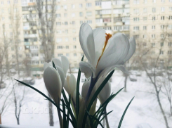 Теплом до+15ºС и ярким солнцем порадует волгоградцев Пасха