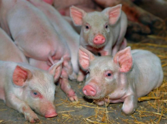 В Волгоградской области победили вспышку АЧС