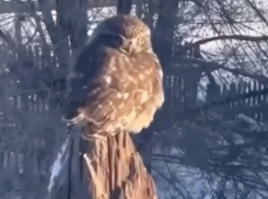 Миниатюрная сова попала на видео под Волгоградом 