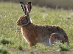 Браконьеру грозит два года тюрьмы за убийство двух зайцев под Волгоградом 