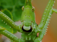 Кузнечики-феминистки размножаются без самцов в Волгоградской области 