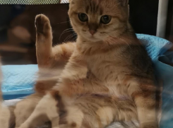 Донские сфинксы и мейн-куны: в Волгограде пройдет бесплатная выставка необычных кошек