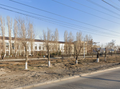 Старые деревья экстренно заменят на ёлки в центре Волгограда