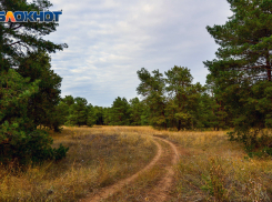 Пропавшего велосипедиста-грибника нашли в тяжелом состоянии под Волгоградом