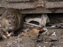 Волгоград превращается в жилище для крыс
