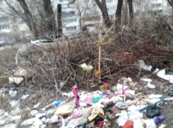 Огромная свалка с собаками образовалась у детской площадки в Волгограде