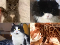 С сердечком, шотландец и ориенталы: котов с изюминкой отдадут даром в Волгограде