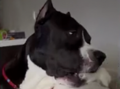 Дружбу крысы и собаки из Волгограда показали на федеральном канале