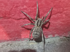 Угрожающего вида тарантул распугал посетителей волгоградской заправки