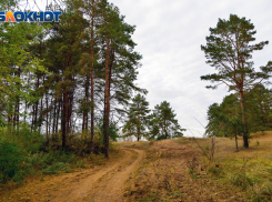 Волгоградцам до конца октября запретили посещать леса