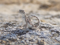 Степная гадюка и такырная круглоголовка могут исчезнуть в Волгоградской области