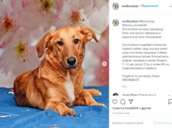 Волжскому «Хатико» волонтеры пытаются найти нового хозяина