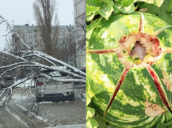 Коварная «Лидия» идет на Волгоград: как кошмарили город ее предшественники