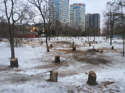В Волгограде снова вырубают деревья
