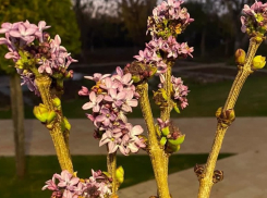 В Волгограде в ноябре расцвела сирень