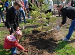 Жители Волгограда посадили на улицах города 3 тысячи деревьев