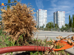 Более 95% волгоградцев считают отданный в концессию ЦПКиО выброшенными деньгами