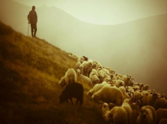 Пастух овец скончался на рабочем месте через сутки после жестокого избиения под Волгоградом 