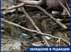 Крысы собираются потеснить бездомных собак на улицах Волгограда