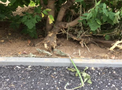 На загубленные деревья ради новых бордюров в парке пожаловались волжане