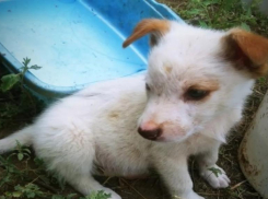 Одиннадцать щенят с распухшими животами спасают от голодной смерти в Волгограде 