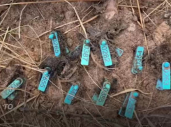 МБУ «Северное» ответит за массовое захоронение бездомных собак с опасным вирусом в Волгограде